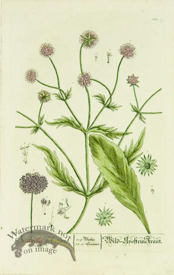 Blackwell German 025